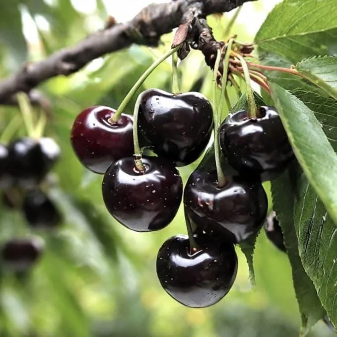 Black Cherry Trees (Prunus serotina) Live Plant – Sweet Fruit Tree 2-3 Ft Tall – Outdoor - Image 1