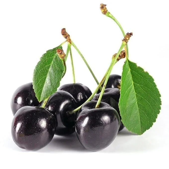 Black Cherry Trees (Prunus serotina) Live Plant – Sweet Fruit Tree 2-3 Ft Tall – Outdoor - Image 2