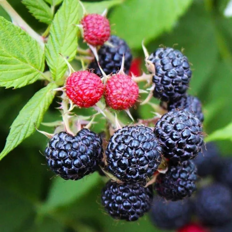 Black Hawk Black Raspberry Bare Root – Rubus Occidentalis Fruit Plant, 1-2 Years Old Black Hawk Black Raspberry Bare Root – Rubus Occidentalis Fruit Plant, 1-2 Years Old - Image 2