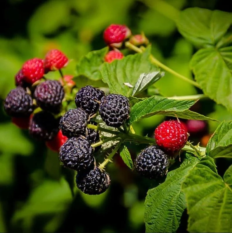 Black Hawk Black Raspberry Bare Root – Rubus Occidentalis Fruit Plant, 1-2 Years Old Black Hawk Black Raspberry Bare Root – Rubus Occidentalis Fruit Plant, 1-2 Years Old - Image 3