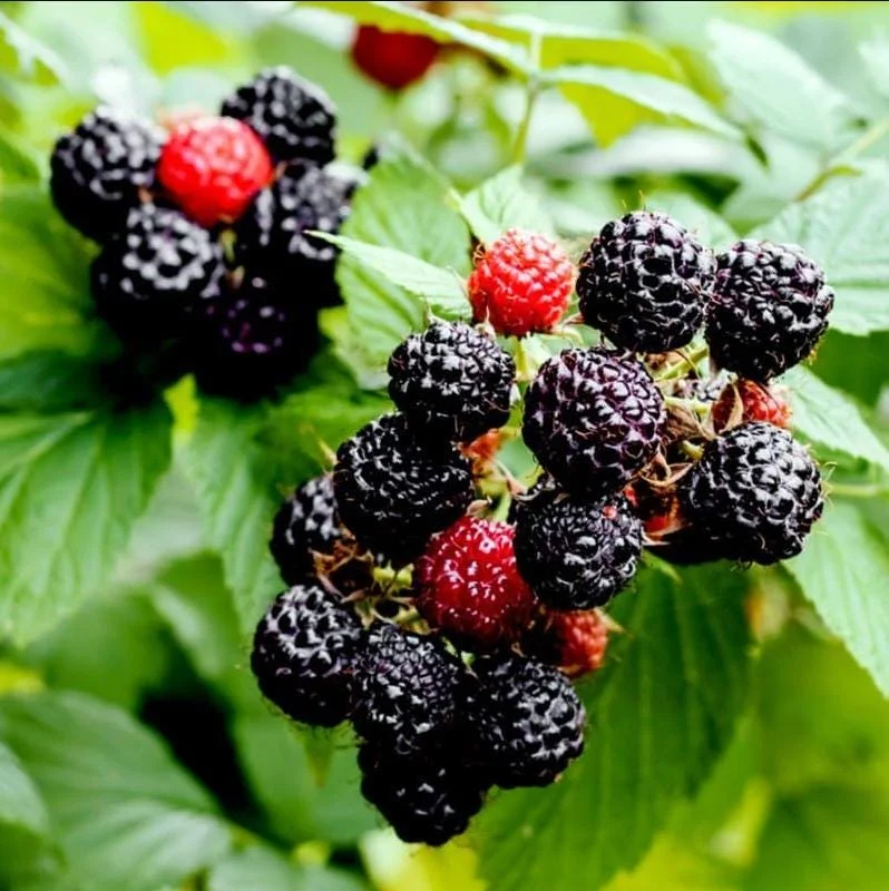 Black Hawk Black Raspberry Bare Root – Rubus Occidentalis Fruit Plant, 1-2 Years Old Black Hawk Black Raspberry Bare Root – Rubus Occidentalis Fruit Plant, 1-2 Years Old - Image 4
