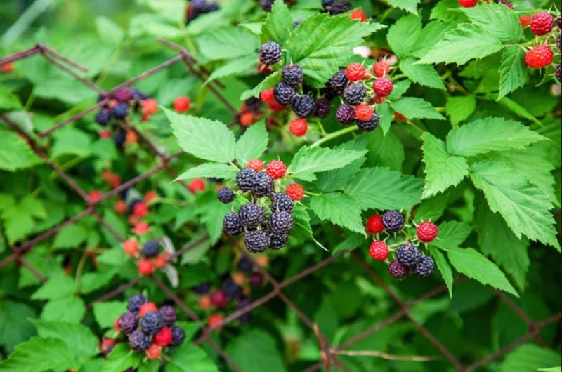 Black Hawk Black Raspberry Bare Root – Rubus Occidentalis Fruit Plant, 1-2 Years Old Black Hawk Black Raspberry Bare Root – Rubus Occidentalis Fruit Plant, 1-2 Years Old - Image 5