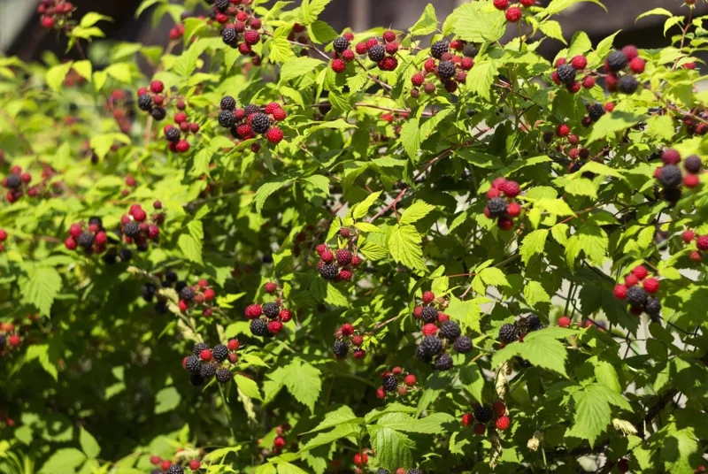 Black Hawk Black Raspberry Bare Root – Rubus Occidentalis Fruit Plant, 1-2 Years Old Black Hawk Black Raspberry Bare Root – Rubus Occidentalis Fruit Plant, 1-2 Years Old - Image 6