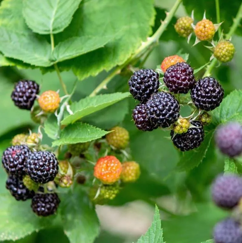 Black Hawk Black Raspberry Bare Root – Rubus Occidentalis Fruit Plant, 1-2 Years Old Black Hawk Black Raspberry Bare Root – Rubus Occidentalis Fruit Plant, 1-2 Years Old - Image 9