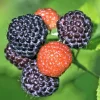 Black Hawk Black Raspberry Bare Root – Rubus Occidentalis Fruit Plant, 1-2 Years Old Black Hawk Black Raspberry Bare Root – Rubus Occidentalis Fruit Plant, 1-2 Years Old - Image 1