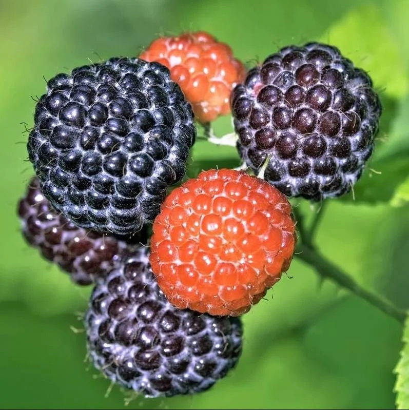 Black Hawk Black Raspberry Bare Root – Rubus Occidentalis Fruit Plant, 1-2 Years Old Black Hawk Black Raspberry Bare Root – Rubus Occidentalis Fruit Plant, 1-2 Years Old - Image 1