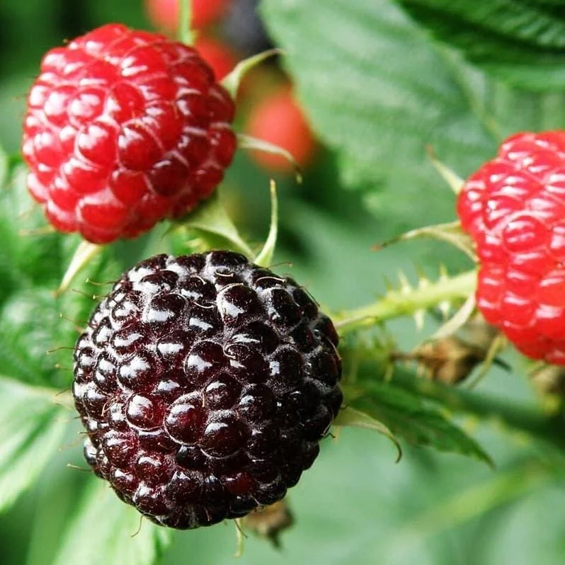 Black Hawk Black Raspberry Bare Roots - 2 Pack, 1-2 Years Old Hardy Fruit Plants for Planting Black Hawk Black Raspberry Bare Roots - 2 Pack, 1-2 Years Old Hardy Fruit Plants for Planting - Image 3