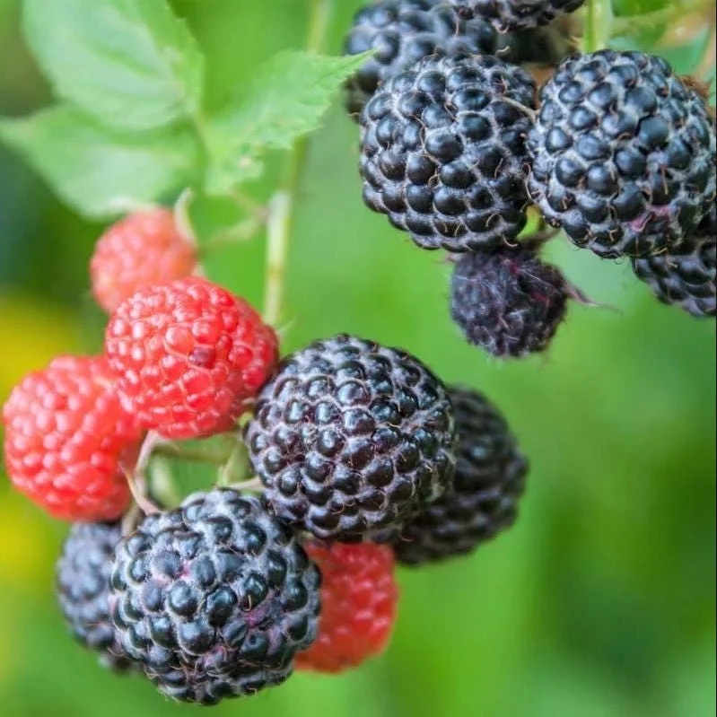 Black Hawk Black Raspberry Bare Roots - 2 Pack, 1-2 Years Old Hardy Fruit Plants for Planting Black Hawk Black Raspberry Bare Roots - 2 Pack, 1-2 Years Old Hardy Fruit Plants for Planting - Image 5