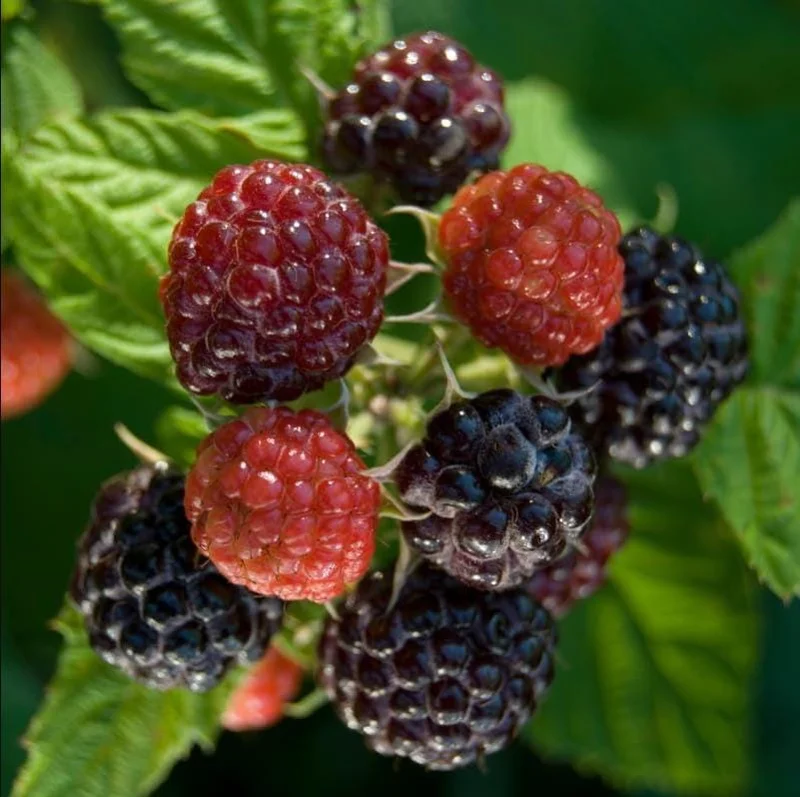 Black Hawk Black Raspberry Bare Roots - 2 Pack, 1-2 Years Old Hardy Fruit Plants for Planting Black Hawk Black Raspberry Bare Roots - 2 Pack, 1-2 Years Old Hardy Fruit Plants for Planting - Image 9