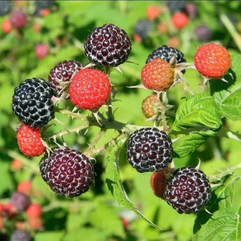 Black Hawk Black Raspberry Bare Roots - 2 Pack, 1-2 Years Old Hardy Fruit Plants for Planting Black Hawk Black Raspberry Bare Roots - 2 Pack, 1-2 Years Old Hardy Fruit Plants for Planting - Image 1