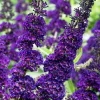 Black Knight Butterfly Bush Live Plant - Buddleia Davidii - 5-9 Inch Tall - Image 1