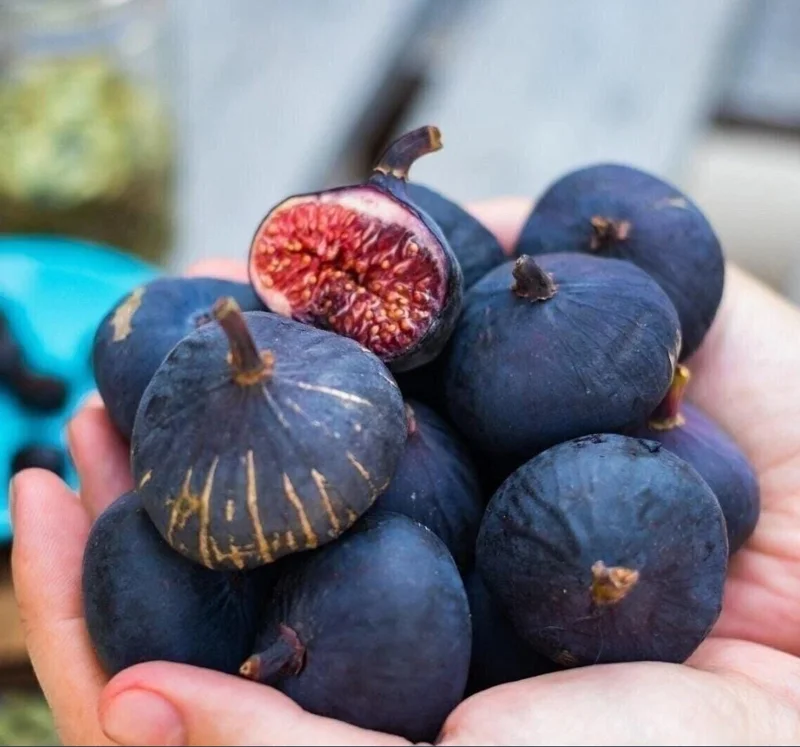 Black Mission Fig Tree Live Starter Plant - 4-8 Inch Tall Ficus Carica Black Mission Fig Tree Live Starter Plant - 4-8 Inch Tall Ficus Carica - Image 3