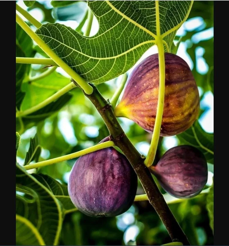Black Mission Fig Tree Live Starter Plant - 4-8 Inch Tall Ficus Carica Black Mission Fig Tree Live Starter Plant - 4-8 Inch Tall Ficus Carica - Image 4