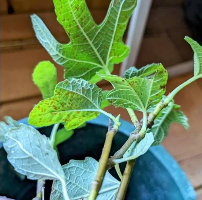 Black Mission Fig Tree Live Starter Plant - 4-8 Inch Tall Ficus Carica Black Mission Fig Tree Live Starter Plant - 4-8 Inch Tall Ficus Carica - Image 5