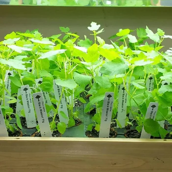 Black Mission Fig Tree Live Starter Plant - 4-8 Inch Tall Ficus Carica Black Mission Fig Tree Live Starter Plant - 4-8 Inch Tall Ficus Carica - Image 6