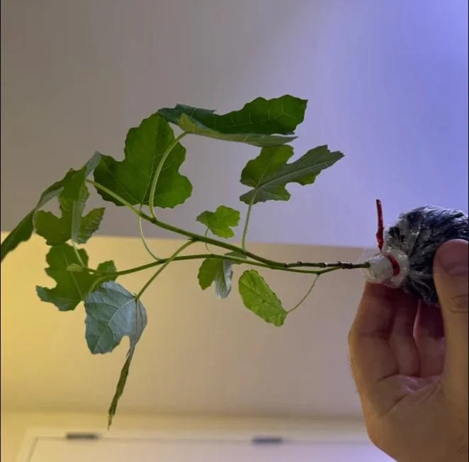 Black Mission Fig Tree Live Starter Plant - 4-8 Inch Tall Ficus Carica Black Mission Fig Tree Live Starter Plant - 4-8 Inch Tall Ficus Carica - Image 7