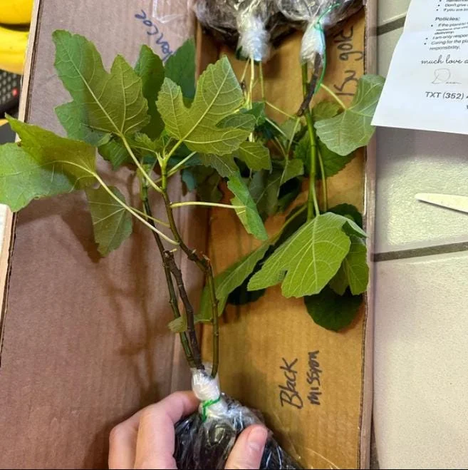 Black Mission Fig Tree Live Starter Plant - 4-8 Inch Tall Ficus Carica Black Mission Fig Tree Live Starter Plant - 4-8 Inch Tall Ficus Carica - Image 8