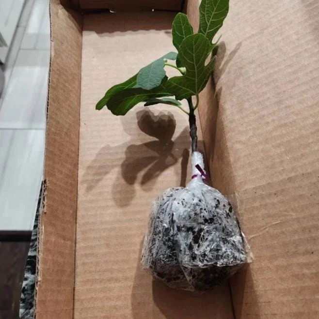 Black Mission Fig Tree Live Starter Plant - 4-8 Inch Tall Ficus Carica Black Mission Fig Tree Live Starter Plant - 4-8 Inch Tall Ficus Carica - Image 9