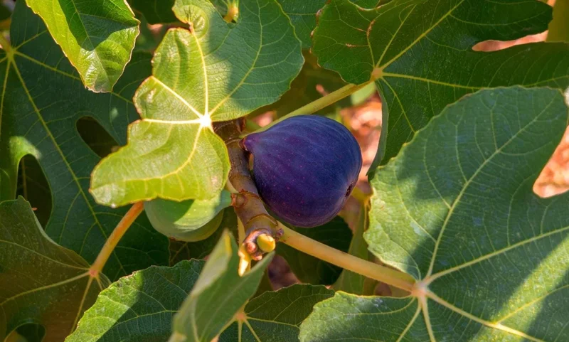 Black Mission Fig Tree Starter Plant - Live Fruit Tree for Planting, 4-8 Inch Tall Black Mission Fig Tree Starter Plant - Live Fruit Tree for Planting, 4-8 Inch Tall - Image 7