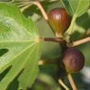 Black Mission Fig Tree Starter Plants - 2 Pack, 4-8 Inch Live Ficus Carica Black Mission Fig Tree Starter Plants - 2 Pack, 4-8 Inch Live Ficus Carica - Image 1