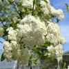 Blackhaw Viburnum Live Plant – 6-12" Tall – 4" Pot – Deciduous Shrub for Outdoors - Image 1