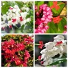 Bleeding Heart Live Plants, 4 Pack, 2 Red & 2 White Clerodendrum Thompsonii Vine, 4-6 Inch Tall - Image 1