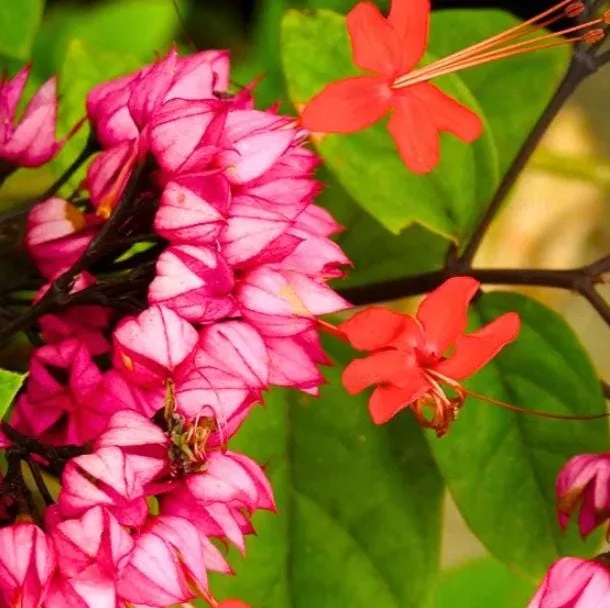 Bleeding Heart Vine Live Plant, Red Clerodendrum Thompsonii, Pack of 2, 4-6 Inch Tall Bleeding Heart Vine Live Plant, Red Clerodendrum Thompsonii, Pack of 2, 4-6 Inch Tall - Image 3