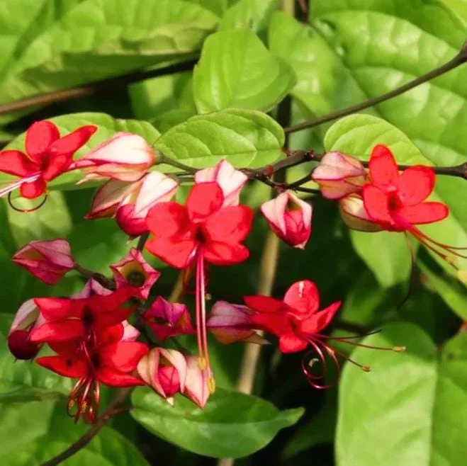 Bleeding Heart Vine Live Plant, Red Clerodendrum Thompsonii, Pack of 2, 4-6 Inch Tall Bleeding Heart Vine Live Plant, Red Clerodendrum Thompsonii, Pack of 2, 4-6 Inch Tall - Image 4