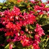 Bleeding Heart Vine Live Plant, Red Clerodendrum Thompsonii, Pack of 2, 4-6 Inch Tall Bleeding Heart Vine Live Plant, Red Clerodendrum Thompsonii, Pack of 2, 4-6 Inch Tall - Image 1