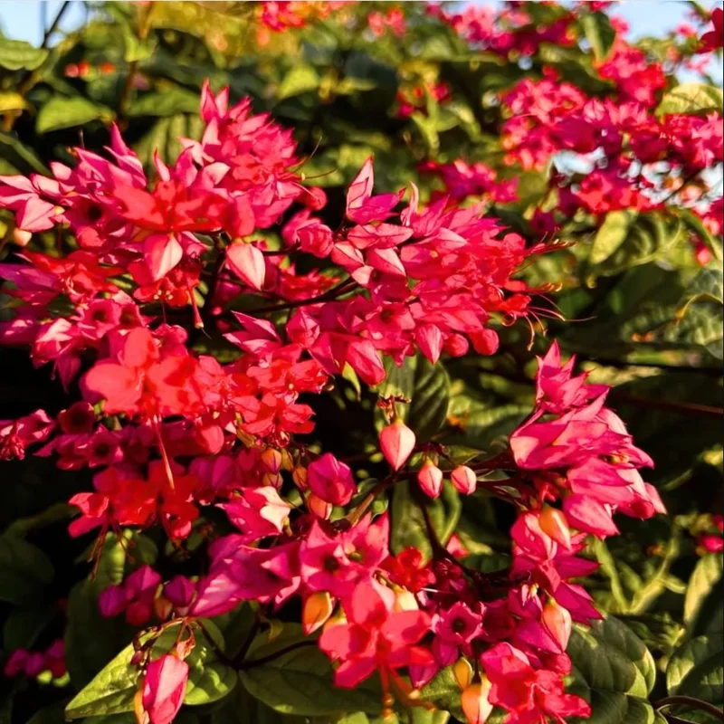 Bleeding Heart Vine Live Plant, Red Clerodendrum Thompsonii, Pack of 2, 4-6 Inch Tall Bleeding Heart Vine Live Plant, Red Clerodendrum Thompsonii, Pack of 2, 4-6 Inch Tall - Image 1