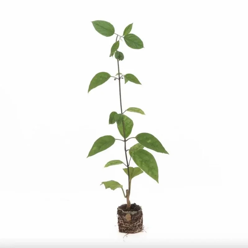 Bleeding Heart Vine Live Plant, Red Clerodendrum Thompsonii, Pack of 2, 4-6 Inch Tall Bleeding Heart Vine Live Plant, Red Clerodendrum Thompsonii, Pack of 2, 4-6 Inch Tall - Image 5