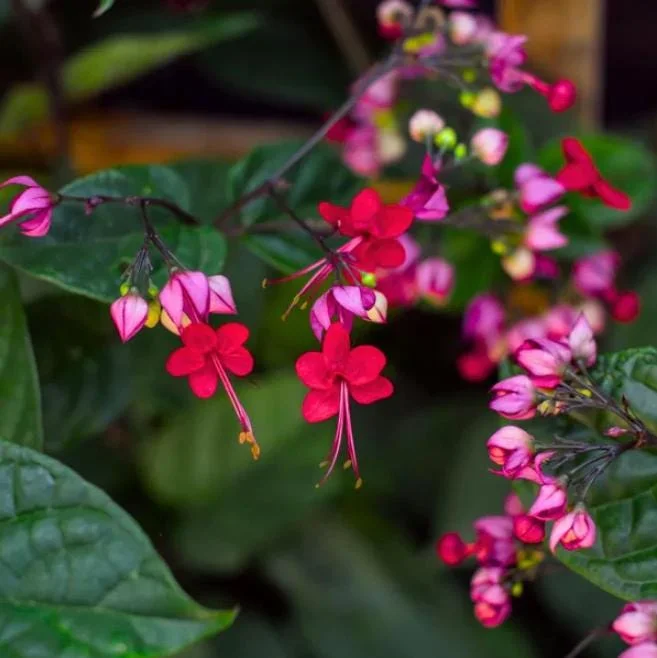 Bleeding Heart Vine Live Plant, Red Clerodendrum Thompsonii, Pack of 2, 4-6 Inch Tall Bleeding Heart Vine Live Plant, Red Clerodendrum Thompsonii, Pack of 2, 4-6 Inch Tall - Image 6