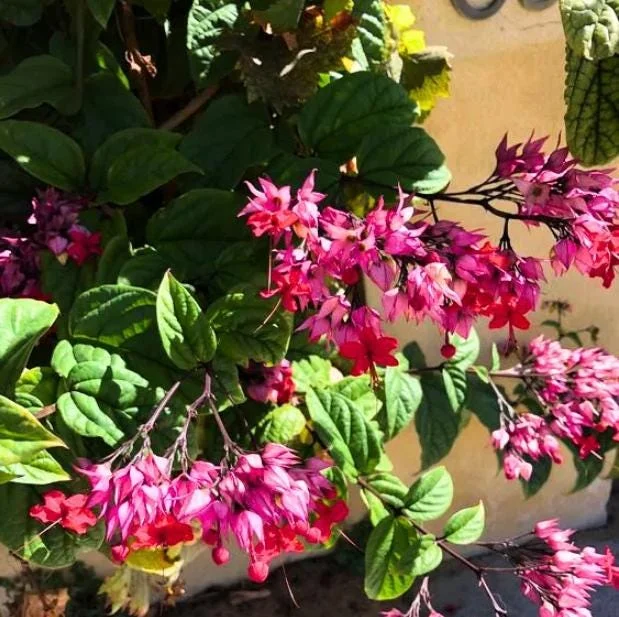 Bleeding Heart Vine Live Plant, Red Clerodendrum Thompsonii, Pack of 2, 4-6 Inch Tall Bleeding Heart Vine Live Plant, Red Clerodendrum Thompsonii, Pack of 2, 4-6 Inch Tall - Image 7