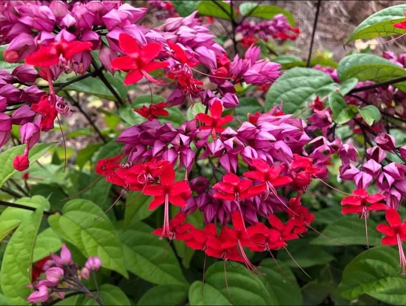 Bleeding Heart Vine Live Plant, Red Clerodendrum Thompsonii, Pack of 2, 4-6 Inch Tall Bleeding Heart Vine Live Plant, Red Clerodendrum Thompsonii, Pack of 2, 4-6 Inch Tall - Image 8