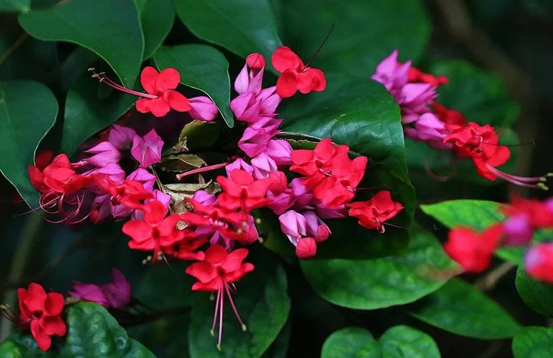 Bleeding Heart Vine Live Plant, Red Clerodendrum Thompsonii, Pack of 2, 4-6 Inch Tall Bleeding Heart Vine Live Plant, Red Clerodendrum Thompsonii, Pack of 2, 4-6 Inch Tall - Image 9