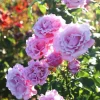 Blossom Time Rose Live Plant - Pink Climbing Bush, Fragrant, 4-6 Inch Tall, Outdoor - Image 1