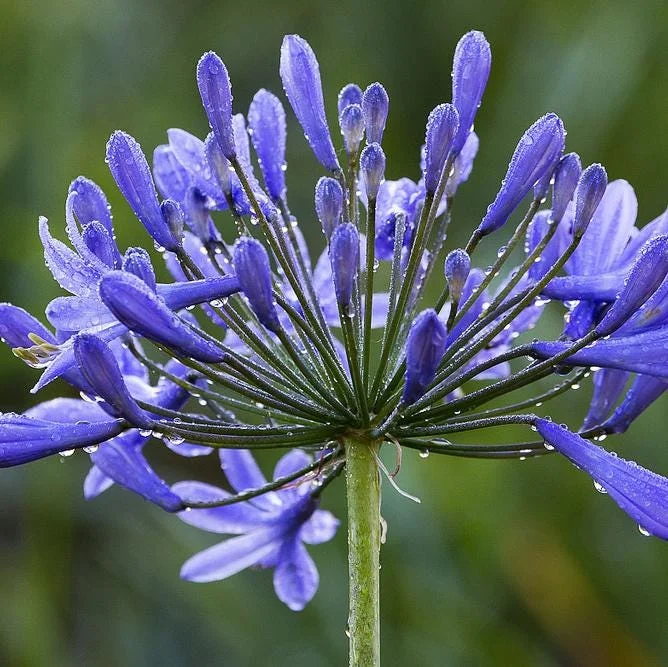 Blue Agapanthus Live Plant – African Lily Perennial Flower – 5-6 Inch Tall Seedling Blue Agapanthus Live Plant – African Lily Perennial Flower – 5-6 Inch Tall Seedling - Image 2