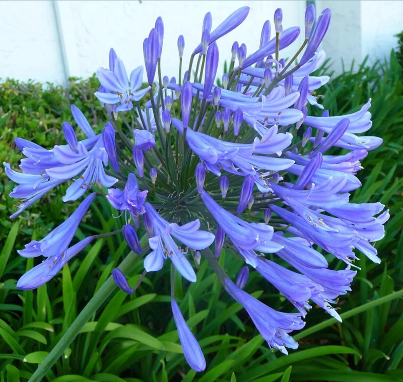Blue Agapanthus Live Plant – African Lily Perennial Flower – 5-6 Inch Tall Seedling Blue Agapanthus Live Plant – African Lily Perennial Flower – 5-6 Inch Tall Seedling - Image 3