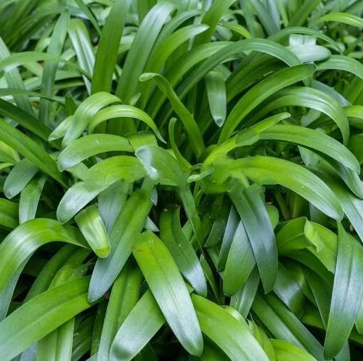 Blue Agapanthus Live Plant – African Lily Perennial Flower – 5-6 Inch Tall Seedling Blue Agapanthus Live Plant – African Lily Perennial Flower – 5-6 Inch Tall Seedling - Image 6