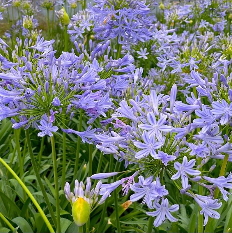 Blue Agapanthus Live Plant – African Lily Perennial Flower – 5-6 Inch Tall Seedling Blue Agapanthus Live Plant – African Lily Perennial Flower – 5-6 Inch Tall Seedling - Image 7