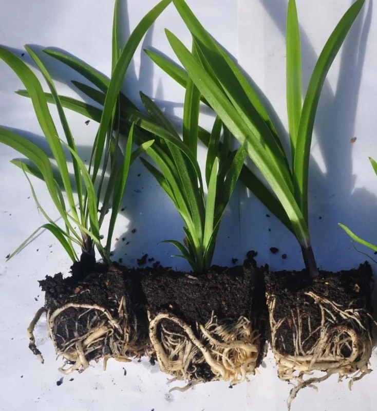 Blue Agapanthus Live Plant – African Lily Perennial Flower – 5-6 Inch Tall Seedling Blue Agapanthus Live Plant – African Lily Perennial Flower – 5-6 Inch Tall Seedling - Image 8