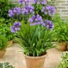Blue Agapanthus Live Plant – African Lily Perennial Flower – 5-6 Inch Tall Seedling Blue Agapanthus Live Plant – African Lily Perennial Flower – 5-6 Inch Tall Seedling - Image 1