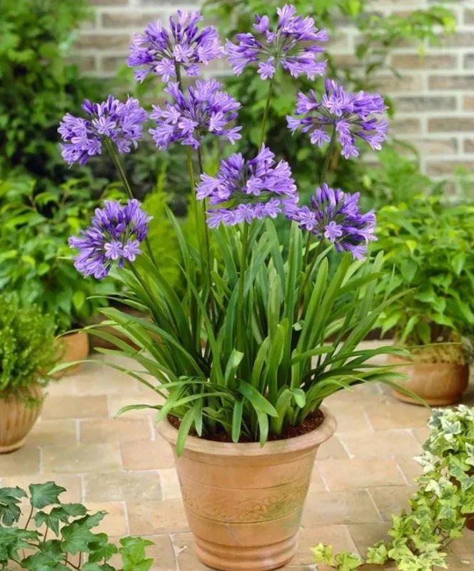 Blue Agapanthus Live Plant – African Lily Perennial Flower – 5-6 Inch Tall Seedling Blue Agapanthus Live Plant – African Lily Perennial Flower – 5-6 Inch Tall Seedling - Image 1