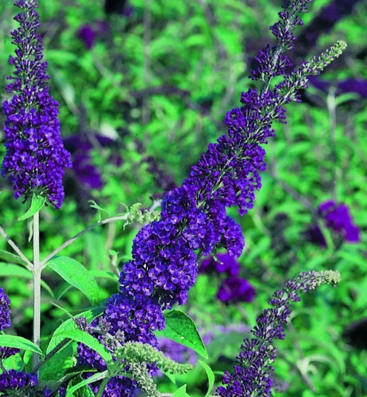 Blue Butterfly Bush Live Plants, Buddleia Davidii, Fragrant Flowers, Set of 2, 5-9 Inch Tall, Outdoor Shrub Blue Butterfly Bush Live Plants, Buddleia Davidii, Fragrant Flowers, Set of 2, 5-9 Inch Tall, Outdoor Shrub - Image 2