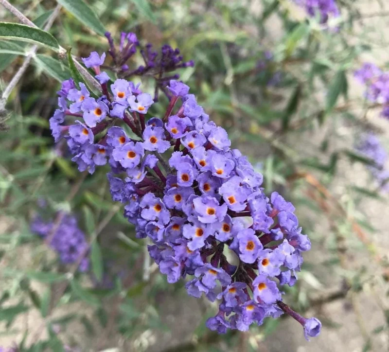 Blue Butterfly Bush Live Plants, Buddleia Davidii, Fragrant Flowers, Set of 2, 5-9 Inch Tall, Outdoor Shrub Blue Butterfly Bush Live Plants, Buddleia Davidii, Fragrant Flowers, Set of 2, 5-9 Inch Tall, Outdoor Shrub - Image 3