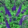 Blue Butterfly Bush Live Plants, Buddleia Davidii, Fragrant Flowers, Set of 2, 5-9 Inch Tall, Outdoor Shrub - Image 1