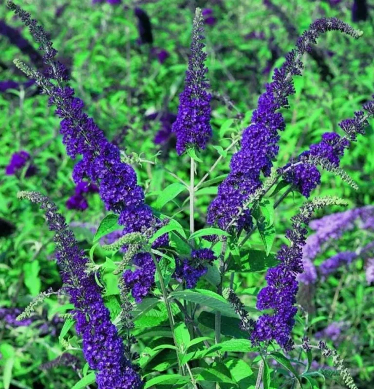 Blue Butterfly Bush Live Plants, Buddleia Davidii, Fragrant Flowers, Set of 2, 5-9 Inch Tall, Outdoor Shrub Blue Butterfly Bush Live Plants, Buddleia Davidii, Fragrant Flowers, Set of 2, 5-9 Inch Tall, Outdoor Shrub - Image 1