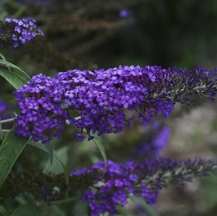 Blue Butterfly Bush Live Plants, Buddleia Davidii, Fragrant Flowers, Set of 2, 5-9 Inch Tall, Outdoor Shrub Blue Butterfly Bush Live Plants, Buddleia Davidii, Fragrant Flowers, Set of 2, 5-9 Inch Tall, Outdoor Shrub - Image 4