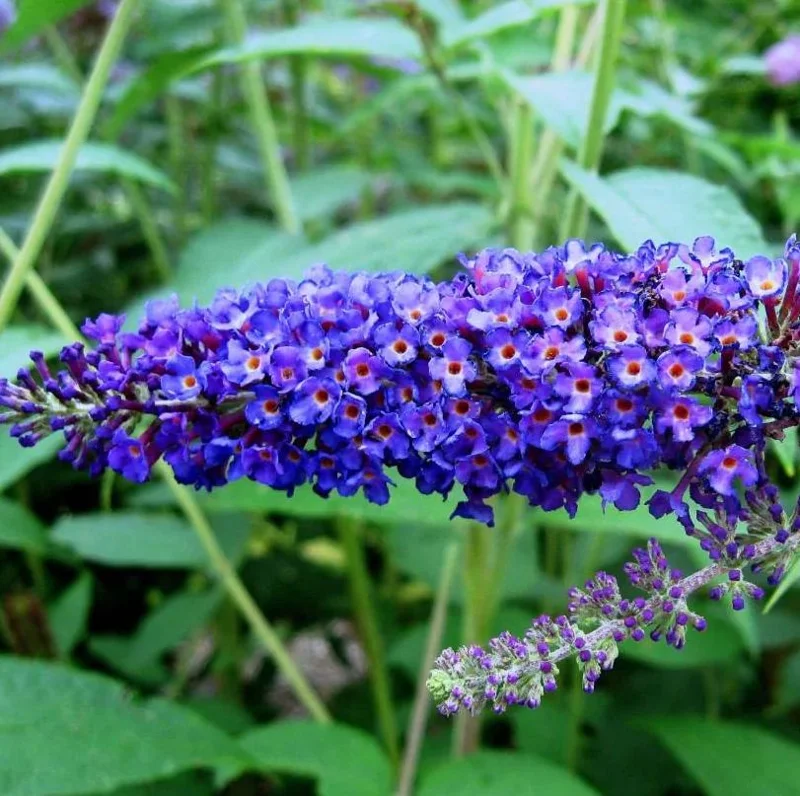Blue Butterfly Bush Live Plants, Buddleia Davidii, Fragrant Flowers, Set of 2, 5-9 Inch Tall, Outdoor Shrub Blue Butterfly Bush Live Plants, Buddleia Davidii, Fragrant Flowers, Set of 2, 5-9 Inch Tall, Outdoor Shrub - Image 5
