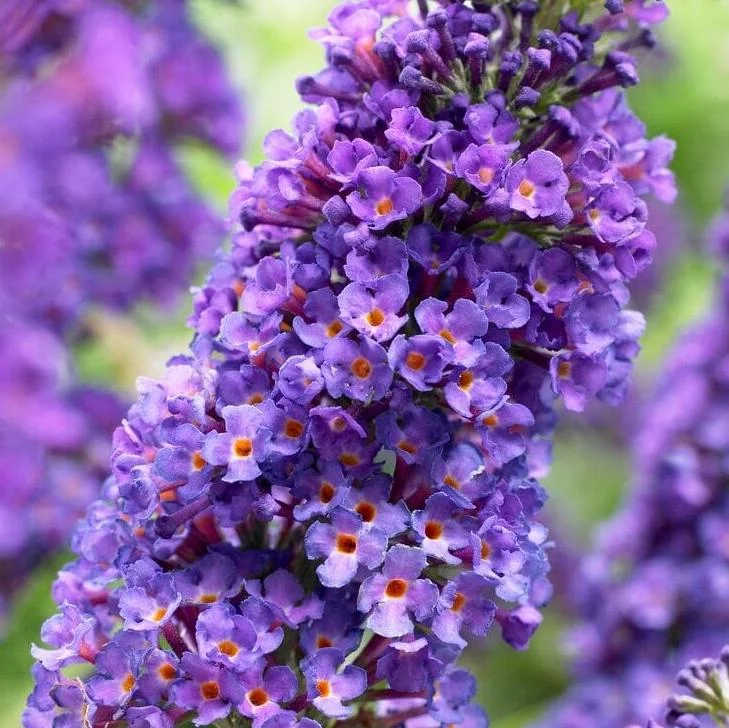 Blue Butterfly Bush Live Plants, Buddleia Davidii, Fragrant Flowers, Set of 2, 5-9 Inch Tall, Outdoor Shrub Blue Butterfly Bush Live Plants, Buddleia Davidii, Fragrant Flowers, Set of 2, 5-9 Inch Tall, Outdoor Shrub - Image 7